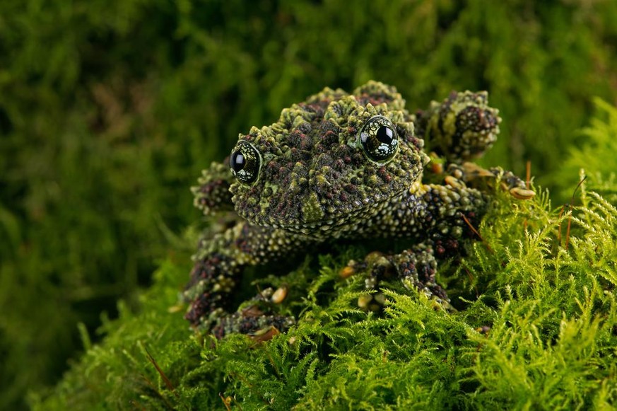 Vietnamesischer Moosfrosch (Theloderma corticale) im Tierporträt der Woche bei den Cute News auf watson.ch