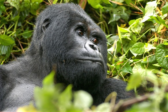 In this photo taken on Thursday, June 23, 2005, Guhonda, a male adult mountain gorilla, in the Volcanos National Park in Rwanda.Gorillas in central Africa are in danger from illegal logging, mining an ...