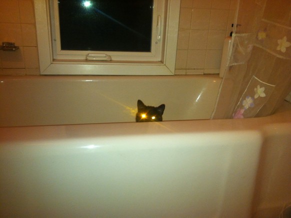 Spionage Katze
https://imgur.com/gallery/0TMXzU9
