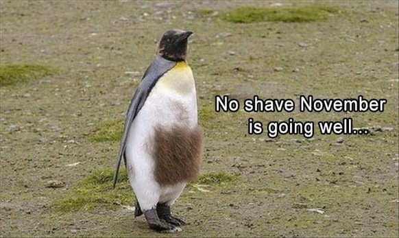 Pinguin mit Haaren
Cute News
http://deathtoboredom.com/post/funny_animal_pictures_of_the_day_23_images_10