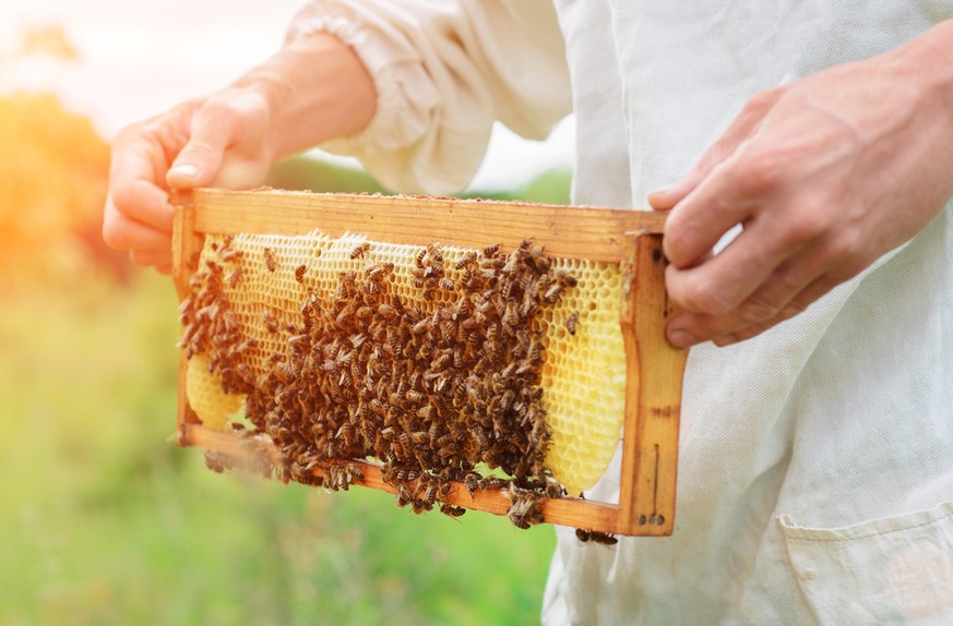 Imker Wabe Honigbienen