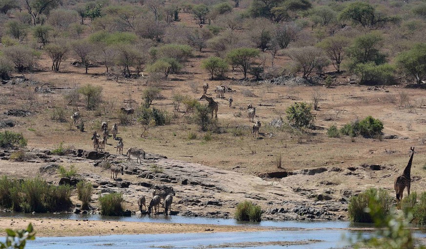 In this photo taken on Wednesday, August 24, 2016, shows wild animals at a drought stricken area in the Kruger National Park, South Africa. Rangers in South Africa&#039;s biggest wildlife park are kil ...