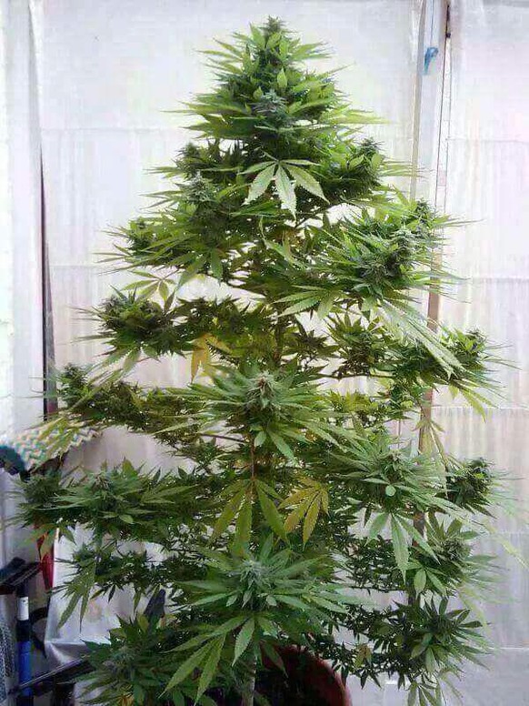Hässlicher Weihnachtsbaum