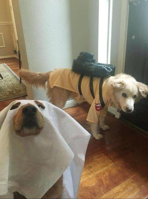 Hunde Ghostbusters