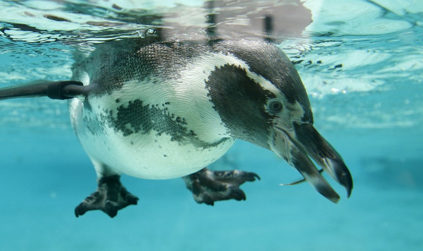 A Humboldt Penguin looking for anchovies in a pool after feeding time at London Zoo, in London, Wednesday, Aug. 26, 2015. The Zoo held it&#039;s annual weigh-in where the vital statistics of animals w ...