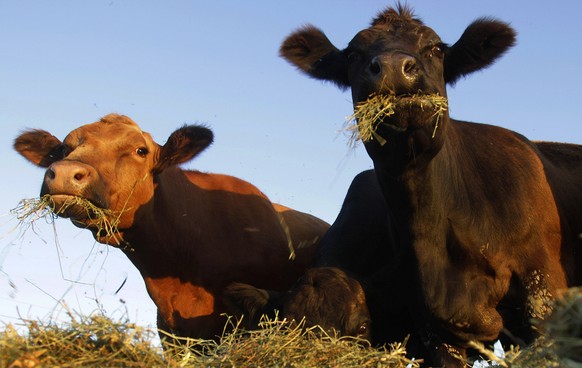 FILE - In this Sept. 12, 2011 file photo, Simmental beef cattle feed on hay in a pasture near Middletown, Ill. Startups developing cell-cultured meat say their products would be more humane and enviro ...