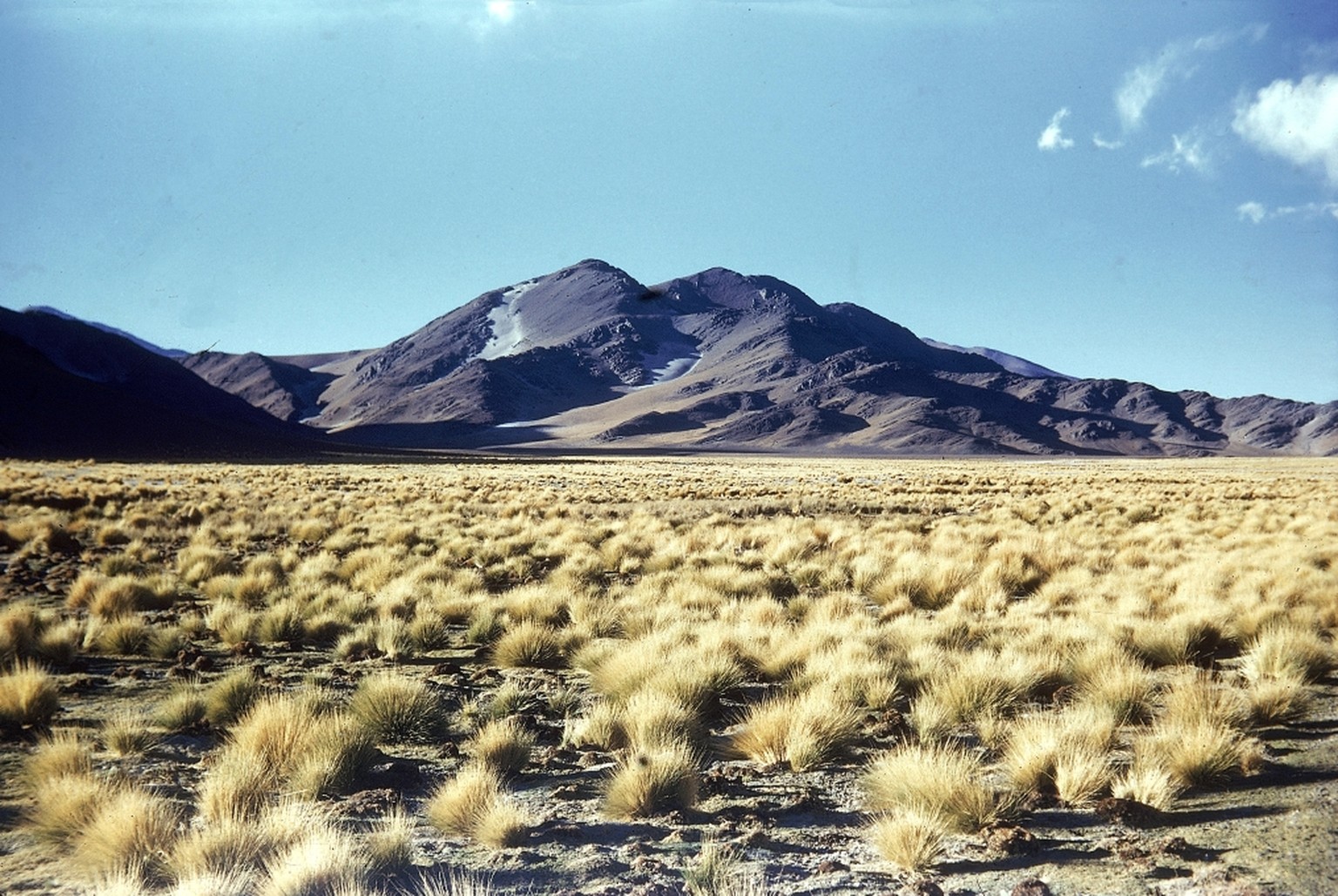 Buschige Gewächse in einer Ebene, Hintergrund Berge
Heim, Arnold 
Titel:
Puna de Atacama, Nord Paso S. Francisco bei Las Grutas 3900 m 
Beschreibung:
Buschige Gewächse in einer Ebene, Hintergrund Berg ...