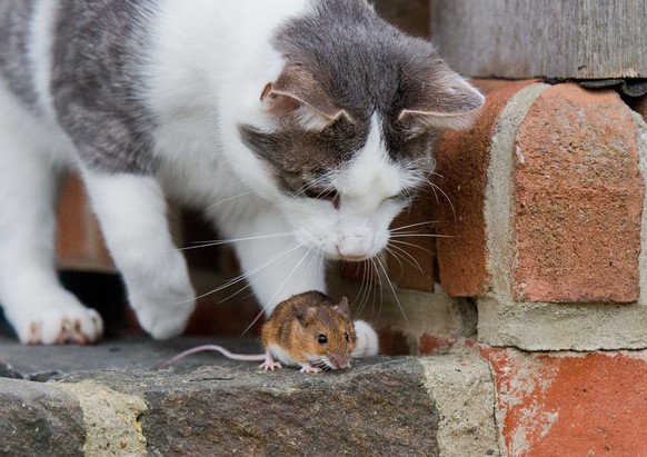 A cat plays with a mouse on a farmyard in Sehnde near Hanover, central Germany on December 20, 2014. The minute-long cat-and-mouse game was fatal for the little animal. AFP PHOTO / DPA / JULIAN STRATE ...