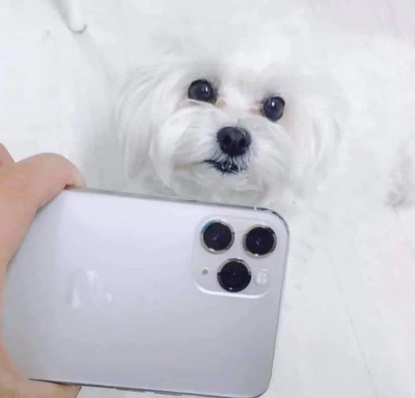 Hund sieht wie die iPhone-Kamera aus.