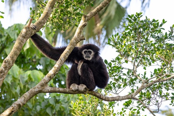 Der Lar-Gibbon oder Weisshandgibbon.