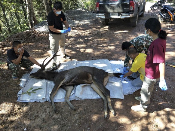 epa08028198 An undated handout photo made available by Office of Protected Area Region shows officials handling the body of a dead dear found with plastic bags and underwear in its stomach, in Khun Sa ...