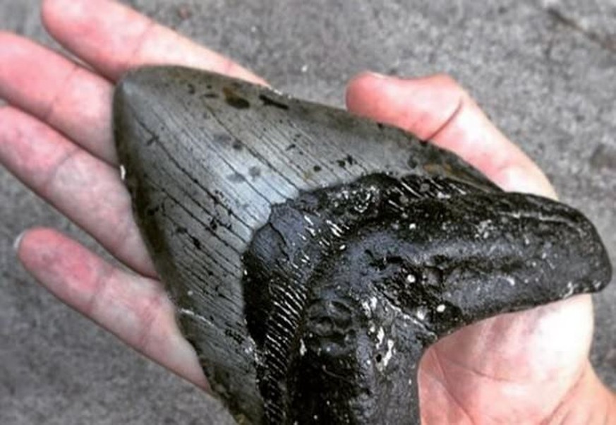 15 Zentimeter nichts als Zahn: Das Fossil des prähistorischen Beissers ist so gross wie die Hand eines Erwachsenen.&nbsp;