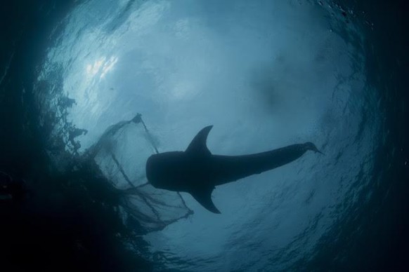 Ein Walhai schwimmt unter einem Fischernetz durch.