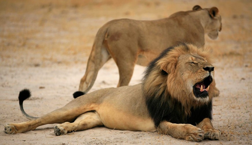 Tot: Löwe Cecil, bekannt für seine schwarze Mähne. Nach 40-stündigem Todeskampf erschossen ihn seine Jäger, die über 50'000 Dollar für eine Jagd mit Pfeil und Bogen bezahlt haben sollen.