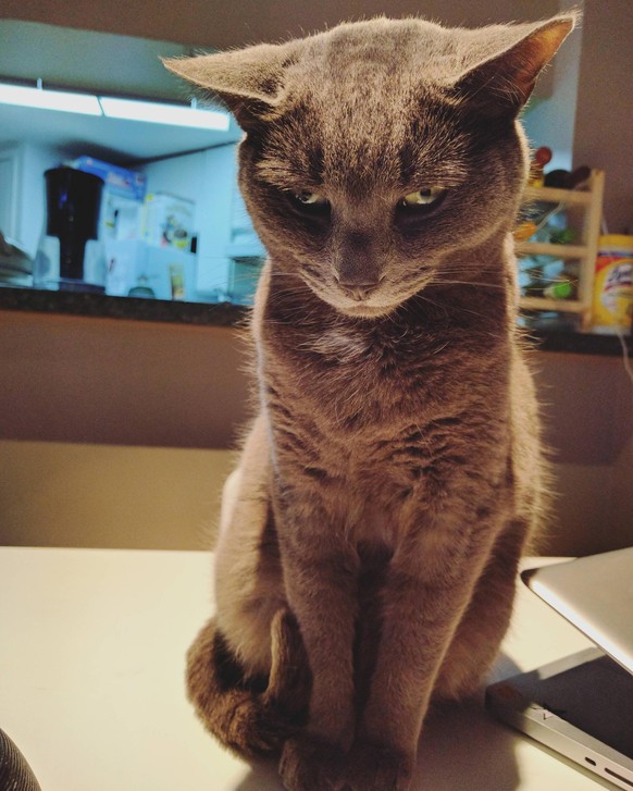 genervte Katze, pissed cat, mad, wütend
https://imgur.com/gallery/NLkTxEl