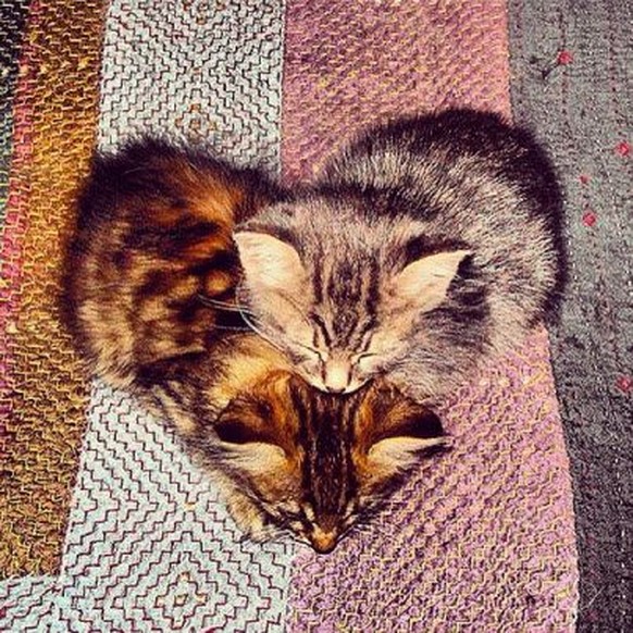 Katzen bilden zusammen ein Herz

https://www.pinterest.com/pin/447897125413848217/