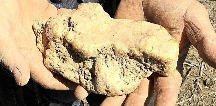 epa05509434 An undated handout picture made available by metal detecting manufacturer Minelab on 25 August 2016 shows a 145-ounce (4.1 kg) gold nugget reportedly found in August 2016 in Central Victor ...