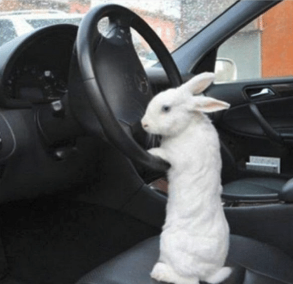 Kaninchen
Cute News