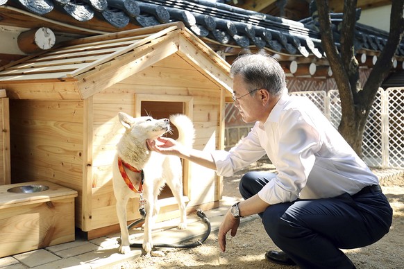 In this photo provided on Oct. 2018 by South Korea Presidential Blue House, South Korean President Moon Jae-in touches a white Pungsan dog, named Gomi, from North Korea, in Seoul, South Korea. (South  ...