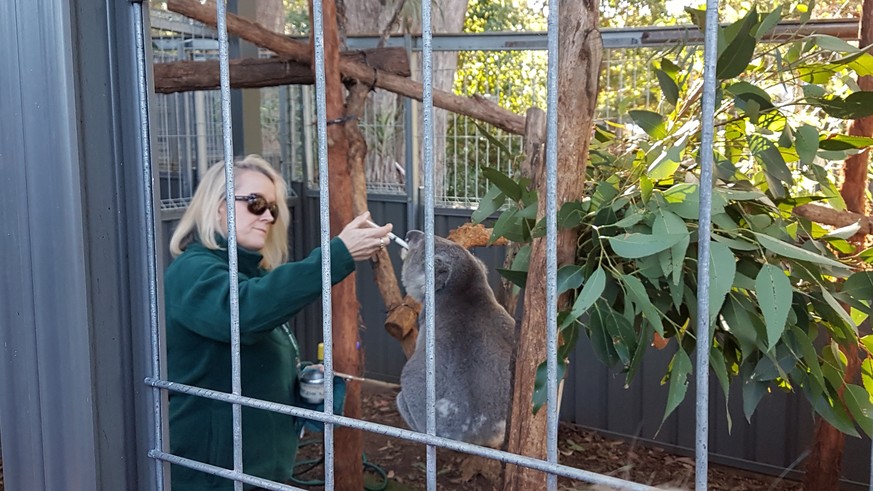Im Koala Hospital in Port Macquarie werden verletzte Tiere wieder gesundgepflegt. Um 15 Uhr findet jeweils eine interessante Tour statt.