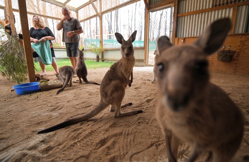 epa08134491 WIRES Carers Kevin and Lorita Clapson with orphaned, fire-impacted, pouch-rescued Eastern Grey Kangaroo joeys at their property in East Lynne, South of Sydney, Australia, 14 January 2020 ( ...