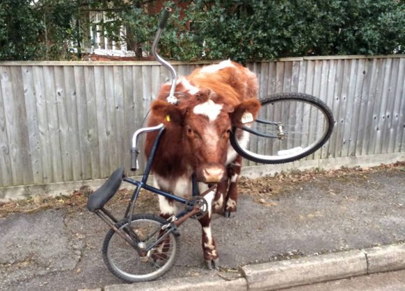 Kuh steckt in Fahrrad fest.

http://imgur.com/gallery/HbNKP