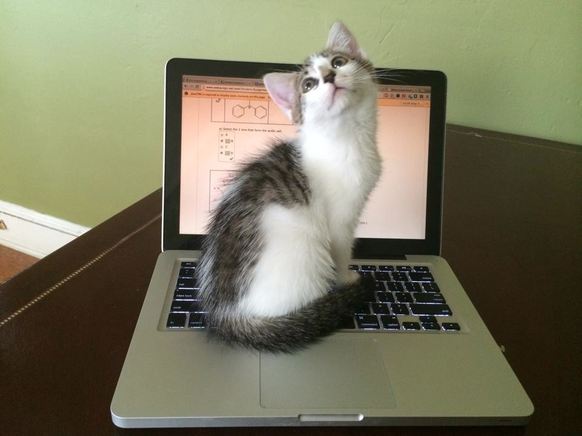 Katze an Computer
https://imgur.com/gallery/LHGxNI5