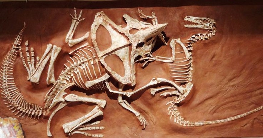 Die Rekonstruktion eines berühmten Fossils&nbsp;aus der Mongolei. Ein Velociraptor (rechts) kämpfte gerade mit einem Protoceratops, als sie unter der Erde begraben wurden.