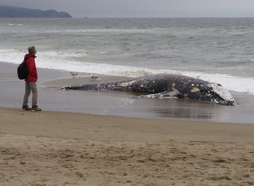 epa07598605 A beachgoer walks by a gray whale carcass on the shore of Limantour Beach at Point Reyes National Seashore in California, USA, 24 May 2019. The marine mammal is the thirteenth dead whale t ...
