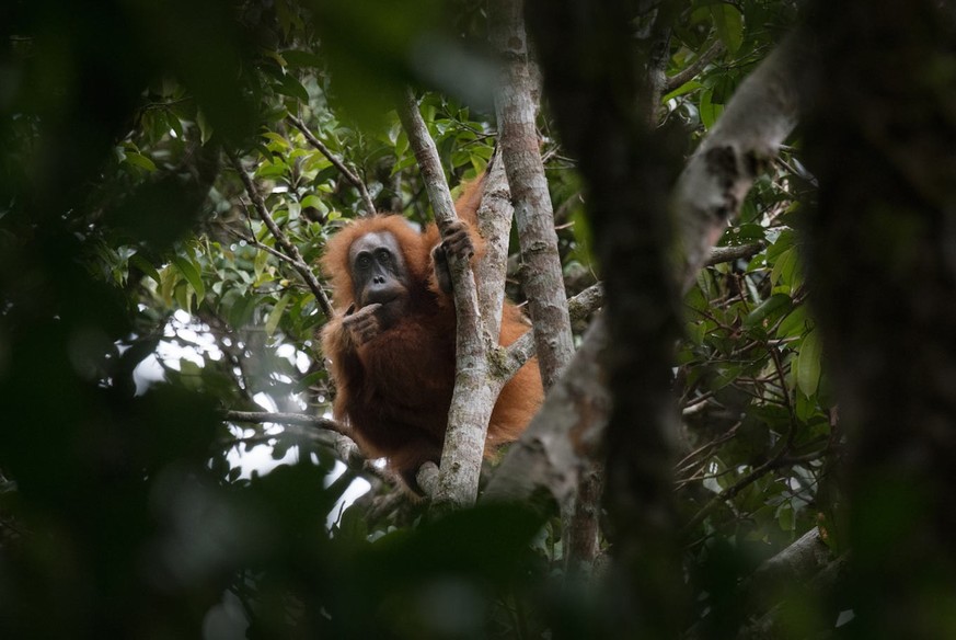 Tapanuli-Orang-Utan (Pongo tapanuliensis) auf Sumatra