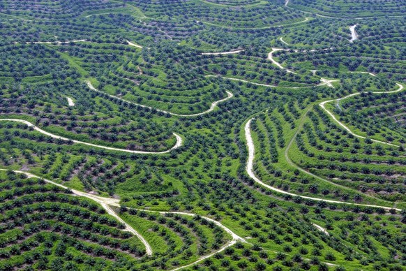 epa03694871 An aerial picture made available on 10 May 2013 shows palm oil plantations in Indragiri Hulu, Riau province, Indonesia, 04 May 2013. According to Greenpeace, palm oil cultivation is one of ...