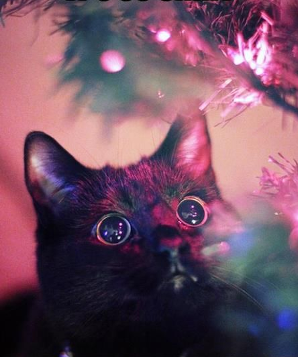 Schwarze Katze an Weihnachten