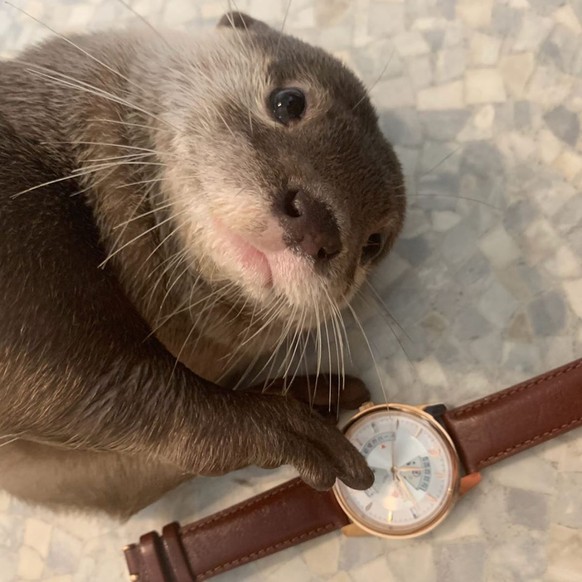 Lösen! Hallo! Da! Löööösen!
Sir Otterlot, wie spät ist es?

Höchste Zeit, dass mal wieder Otten im Bilderablad kommen! :)