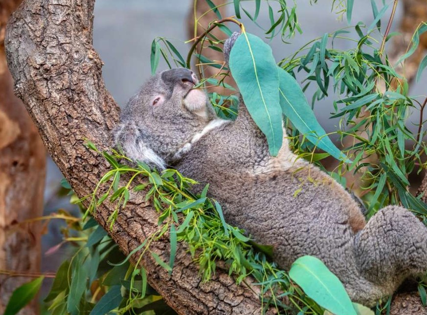 Koala Mikey frass im Zoo Zürich bis zuletzt genüsslich Eukalyptus-Blätter. Eines Morgens fanden ihn die Pfleger tot vor.
