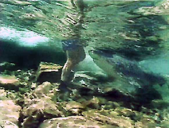 Shark expert Erich Ritter is shown in a February, 2001, underwater photo taken by a friend as a 7-foot-plus bull shark approaches him off Walker&#039;s Cay, Bahamas. Ritter began his investigation of  ...