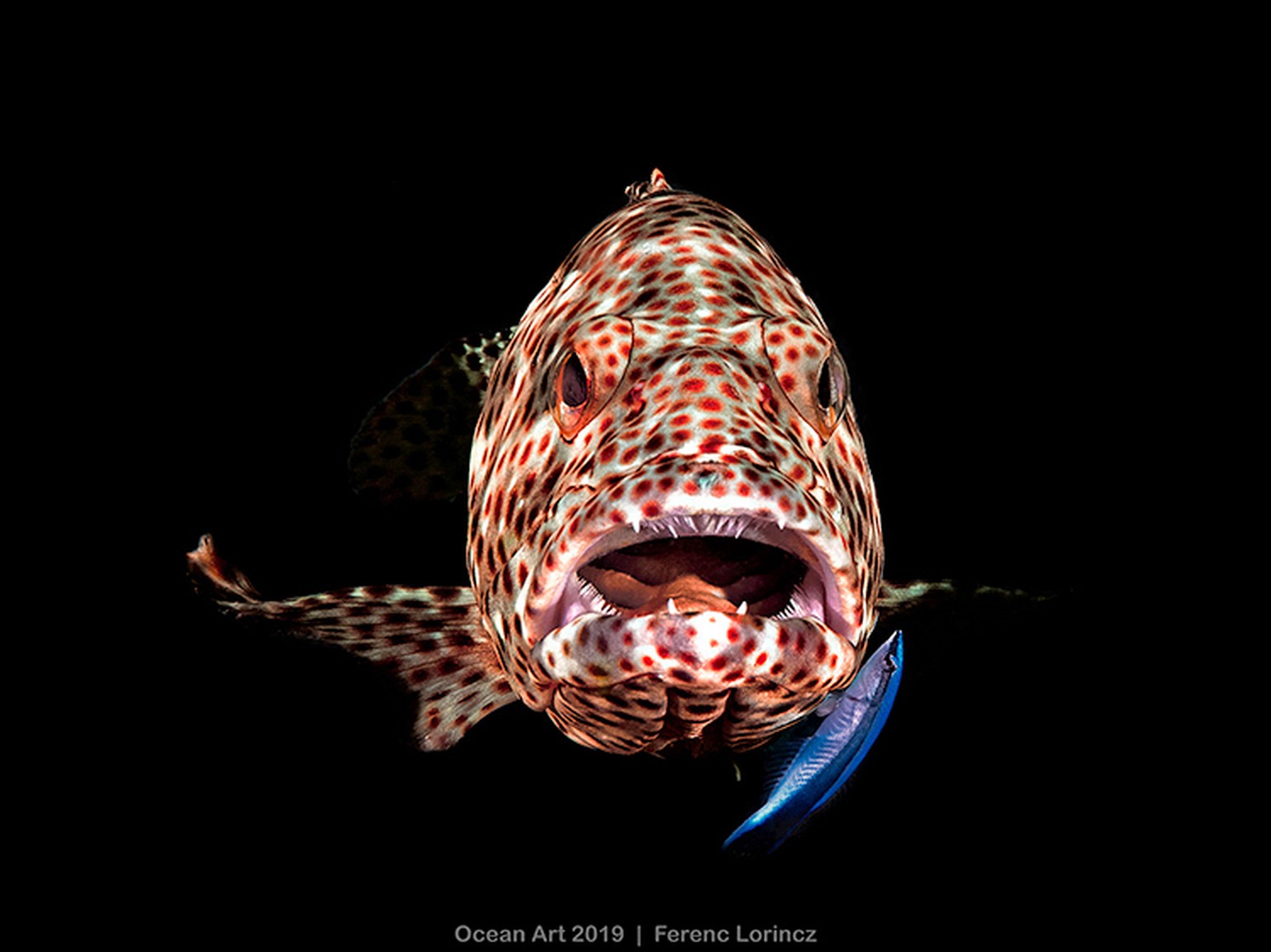 «Open Mouth Grouper».