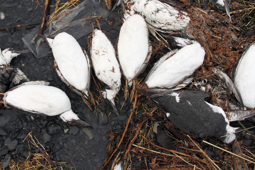 FILE -In this Jan. 7, 2016, photo, dead common murres lie on a rocky beach in Whittier, Alaska. Hundreds of thousands of common murres, a fast-flying seabird, died from starvation four winters ago in  ...