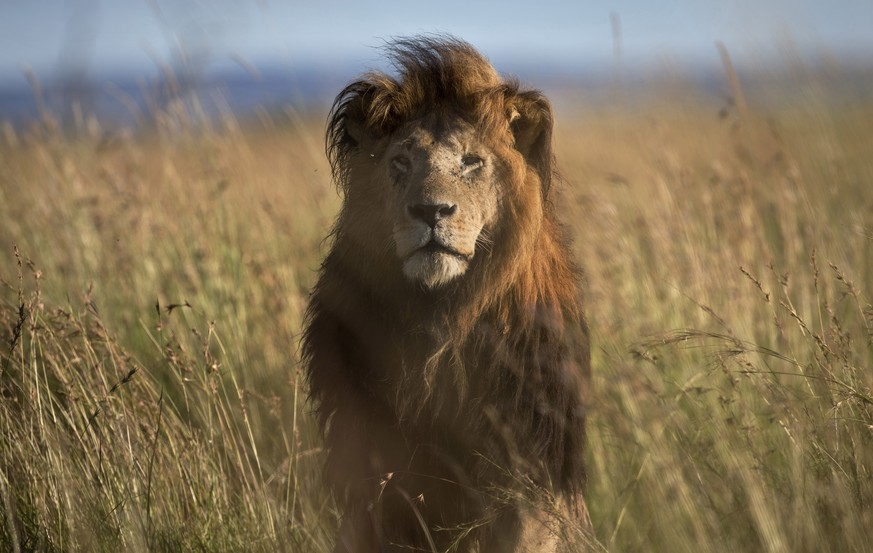 FILE - In this file photo taken Tuesday, July 7, 2015, an old male lion raises his head above the long grass in the early morning, in the savannah of the Maasai Mara, south-western Kenya. Conservation ...