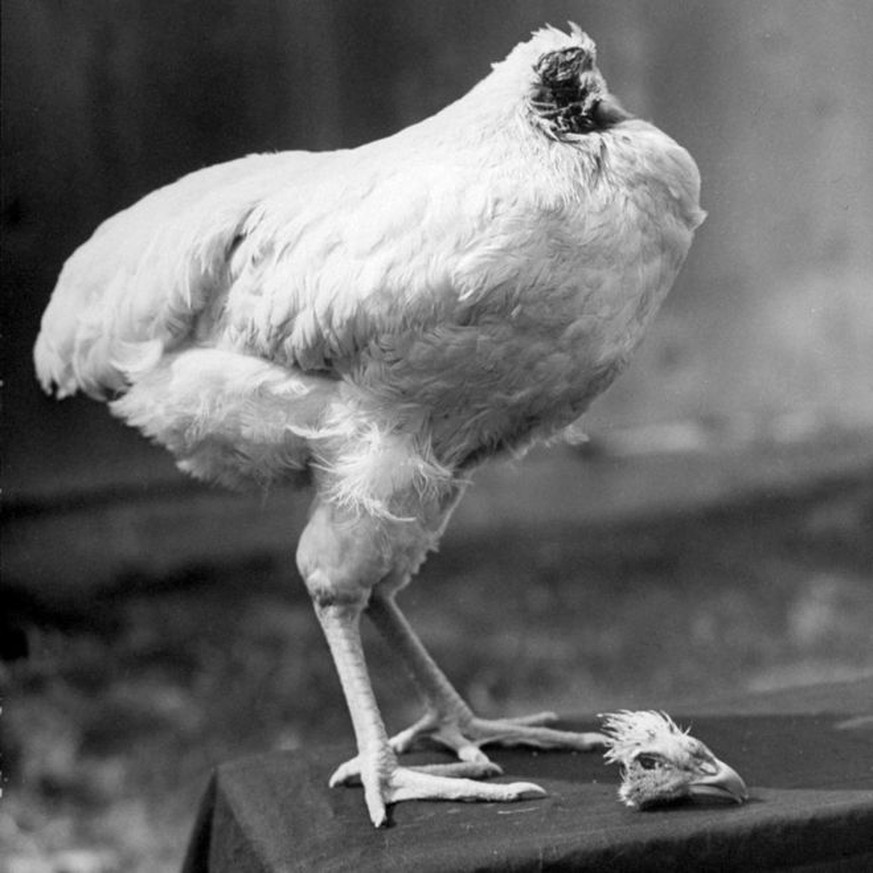 mike the headless chicken das huhn der hahn der 19 monate ohne kopf weiterlebte https://www.vozpopuli.com/marabilias/cultura/Historia-Curiosidades-estados_unidos_0_707329263.html