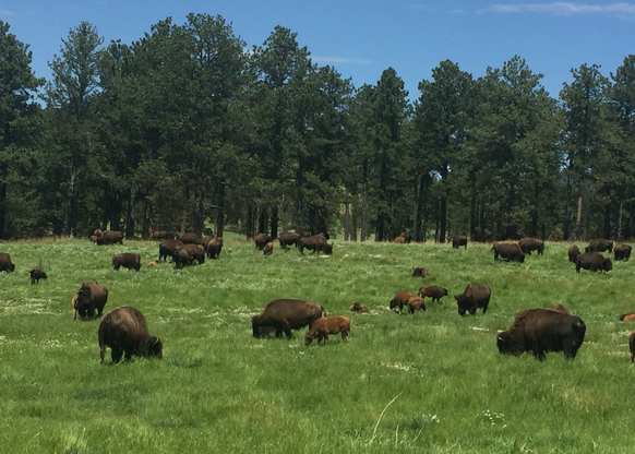 Büffel sind die Attraktion im benachbarten Custer State Park.