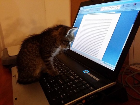 Katze, Computer, Lesen
https://imgur.com/gallery/3HdY5Vf
