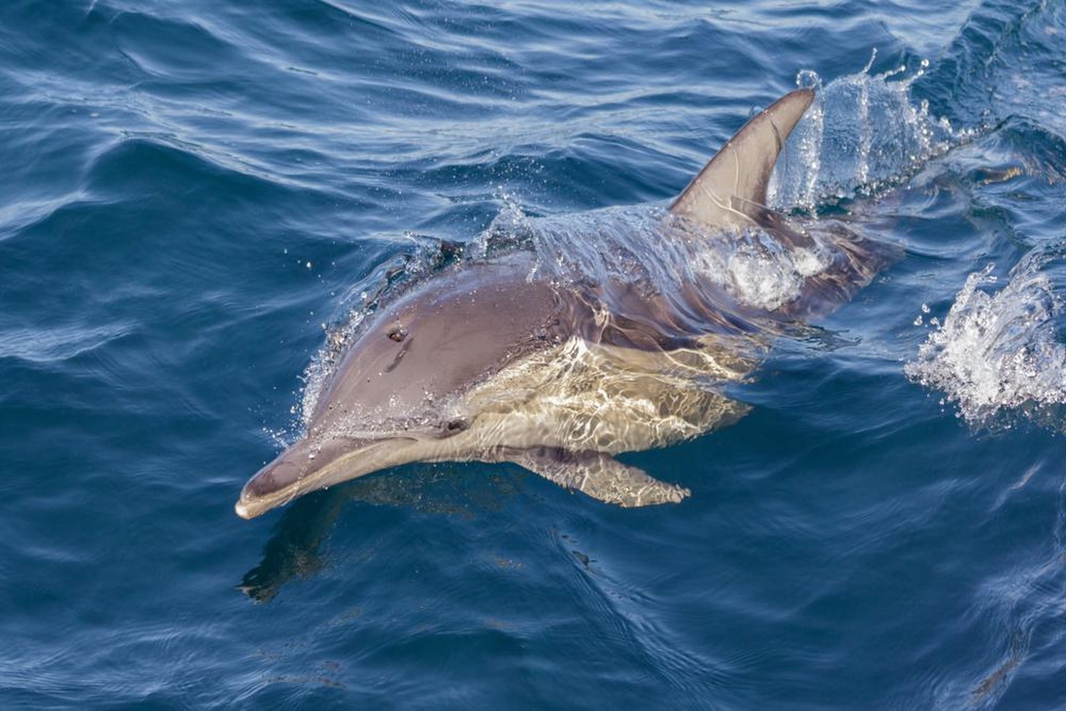 Gemeiner Delphin, Gewöhnlicher Delphin, Delphinus delphis