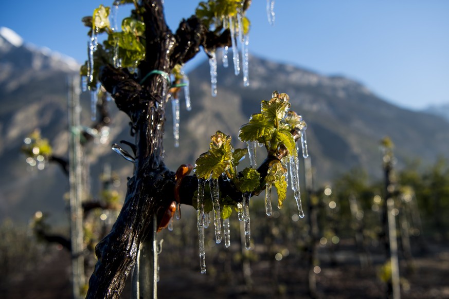epa05916511 Water is sprayed in a vineyard to protect blooming buds with a thin layer of ice, in the middle of the Swiss Alps mountains, in Saxon, Canton of Valais, Switzerland, early 20 April 2017. D ...