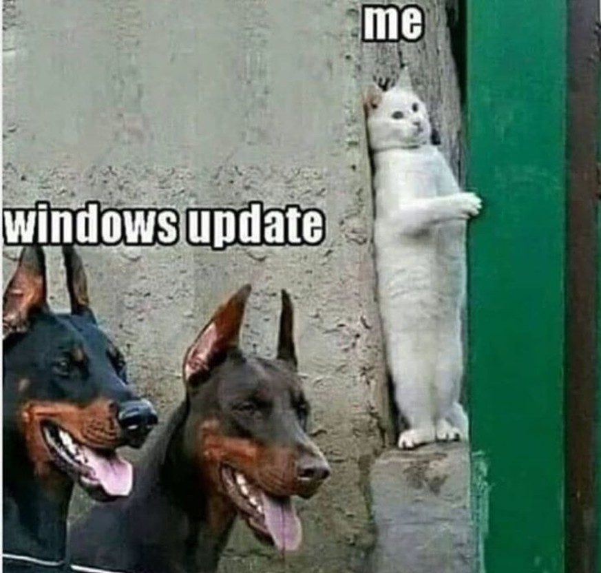 Wenn das neue Windows-Update aufpoppt.