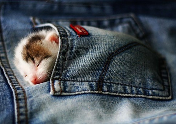 Müdes Kätzchen in JEans
http://cdn.earthporm.com/wp-content/uploads/2015/07/cutest-sleeping-kitties-ever-102__605.jpg