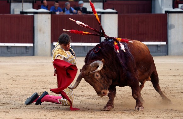 epa07600462 French bullfighter Juan Leal fights a bull during the 12th day of San Isidro bullfighting Fair at Las Ventas bullring in Madrid, 25 May 2019. EPA/JJ. Guillen