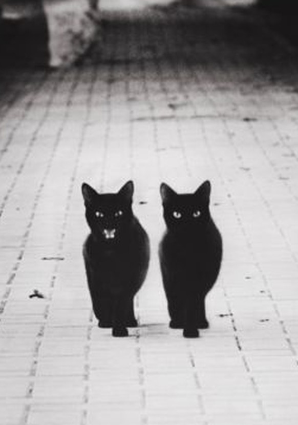 Schwarze Katzen Schwarz-Weiss-Bild