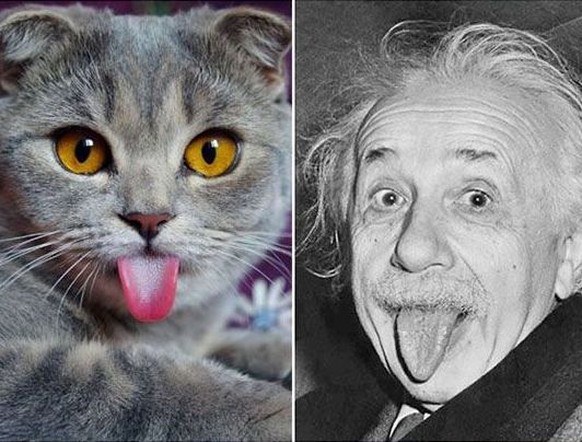 Katze und Einstein
https://imgur.com/gallery/Khpa93U