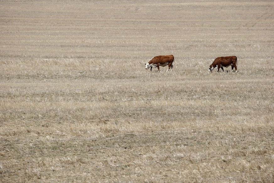 epa05137662 Cows look for something to graze in a dry field on the West Coast of Cape Town, South Africa, 31 January 2016. According to the South African Crop Estimates Committee, maize growers are ex ...