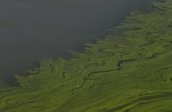 FILE - In this Sept. 15, 2017, file photo, algae floats on the surface of Lake Erie&#039;s Maumee Bay in Oregon, Ohio. Ohio is rolling out a new strategy to save Lake Erie from the toxic algae that ov ...